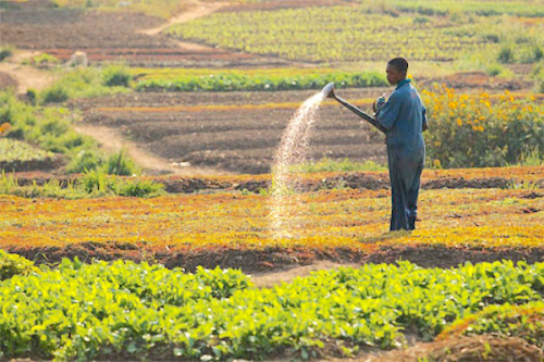 150 000 petits agriculteurs bient&ocirc;t pourvus en intrants