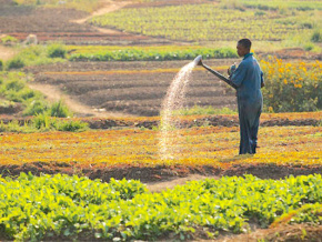 150 000 petits agriculteurs bientôt pourvus en intrants