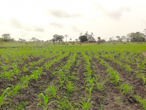 L’agriculture togolaise prépare ses Journées Portes Ouvertes
