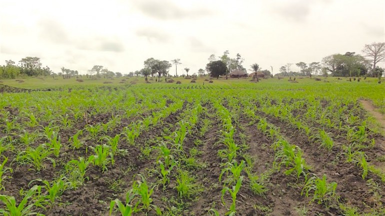 L’agriculture togolaise prépare ses Journées Portes Ouvertes