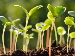 Environnement : le Togo adhère à l’Institut mondial de la croissance verte (GGGI)