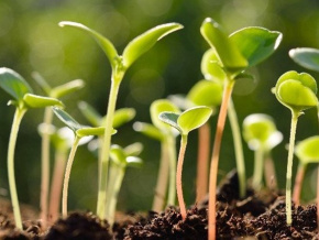 Environnement : le Togo adhère à l’Institut mondial de la croissance verte (GGGI)