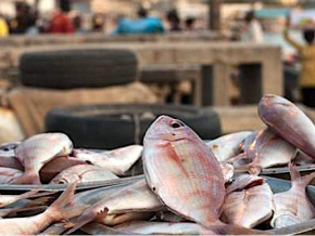 Les importateurs de produits halieutiques invités à régulariser leurs agréments sanitaires
