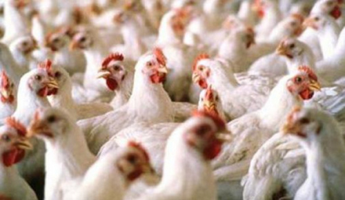 Plus aucune importation de produits avicoles sans autorisation préalable