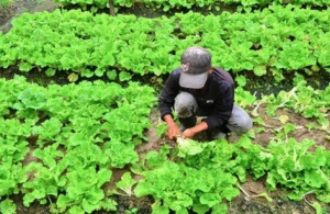 Filière horticole : les acteurs s&#039;affûtent en technologies agricoles innovantes
